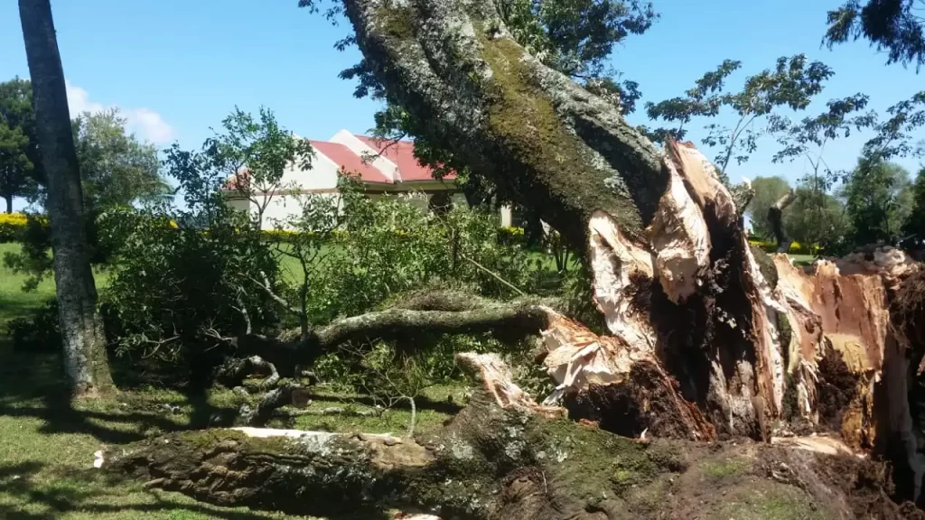 300-year-old sacred tree falls in Kenya