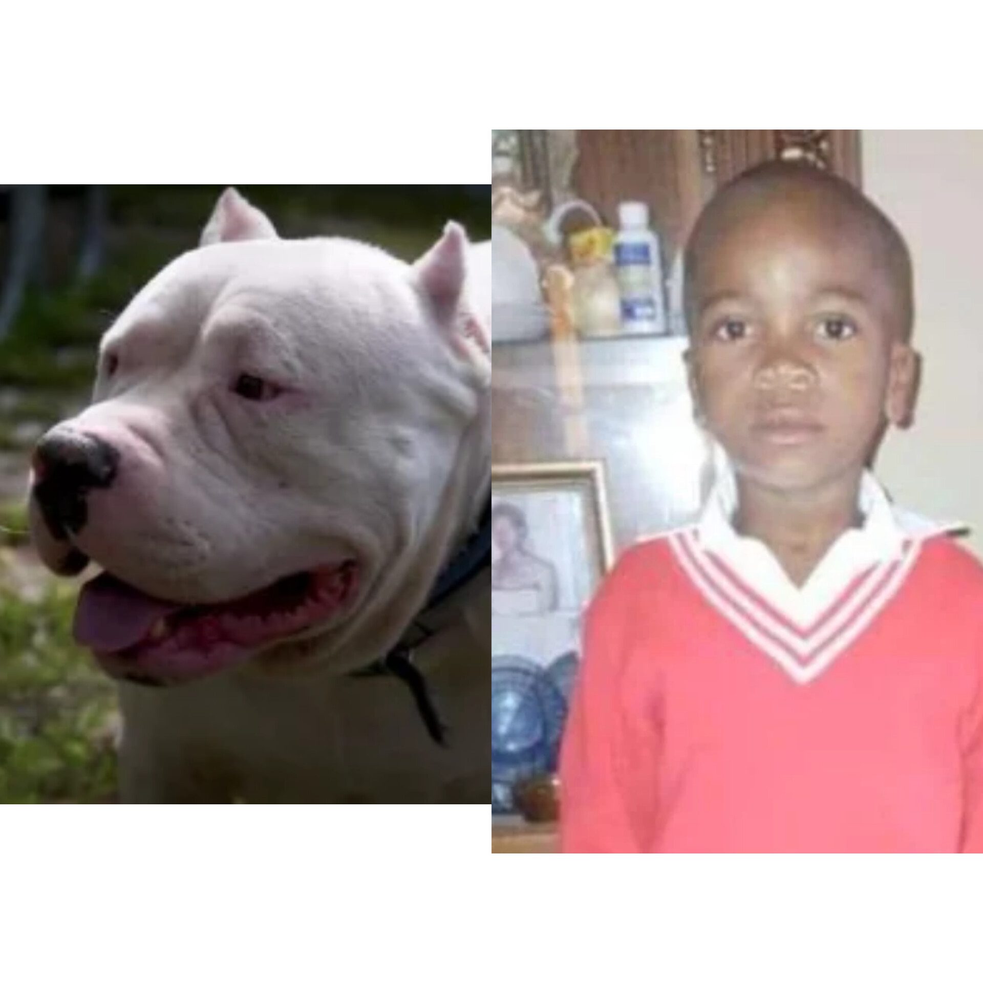 Tragedy as a 5-year-old boy torn apart by two pit bulls while trekking back home