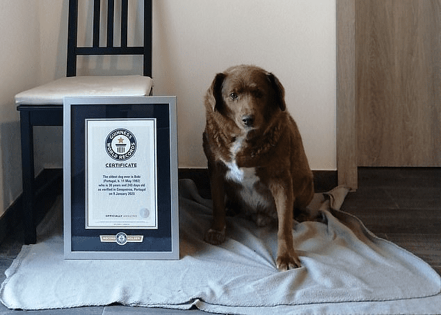 World oldest dog Bobi