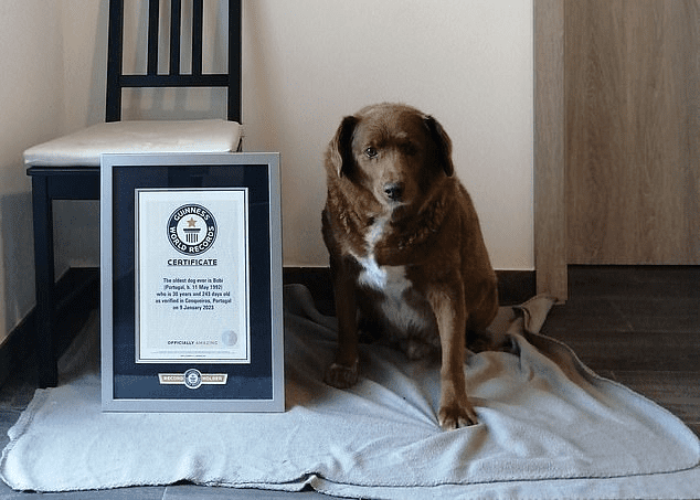 World’s Oldest Dog Bobi Celebrates Birthday with 100 Guests