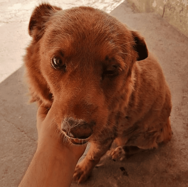 World oldest dog Bobi