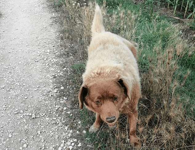 World oldest dog Bobi