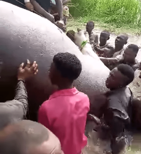 Youths K!lled Monster ‘Hippopotamus Terrorising  Benue Waterways (Video)