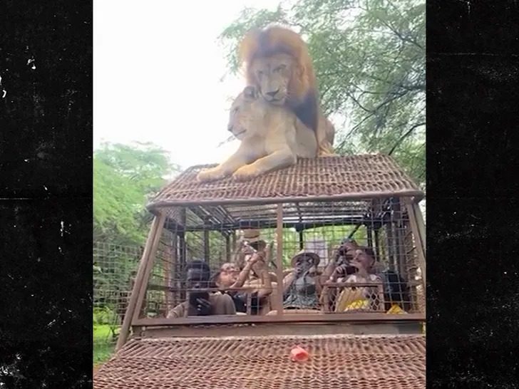 Lions Were Mating On Top Of Safari Truck Loaded 