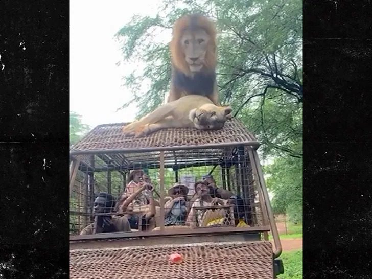 Lions Were Mating On Top Of Safari Truck Loaded 