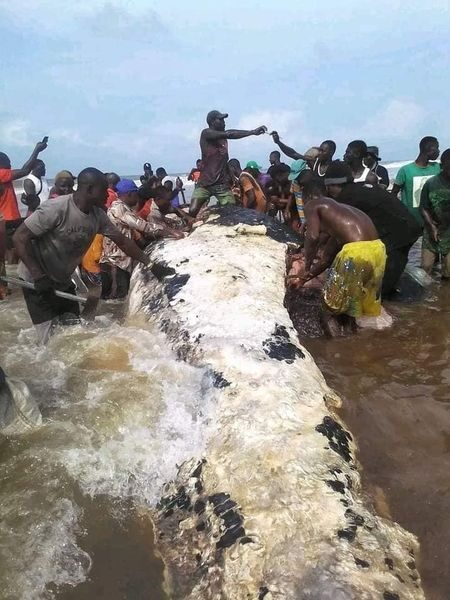 Residents kill a giant whale in Bayelsa State.