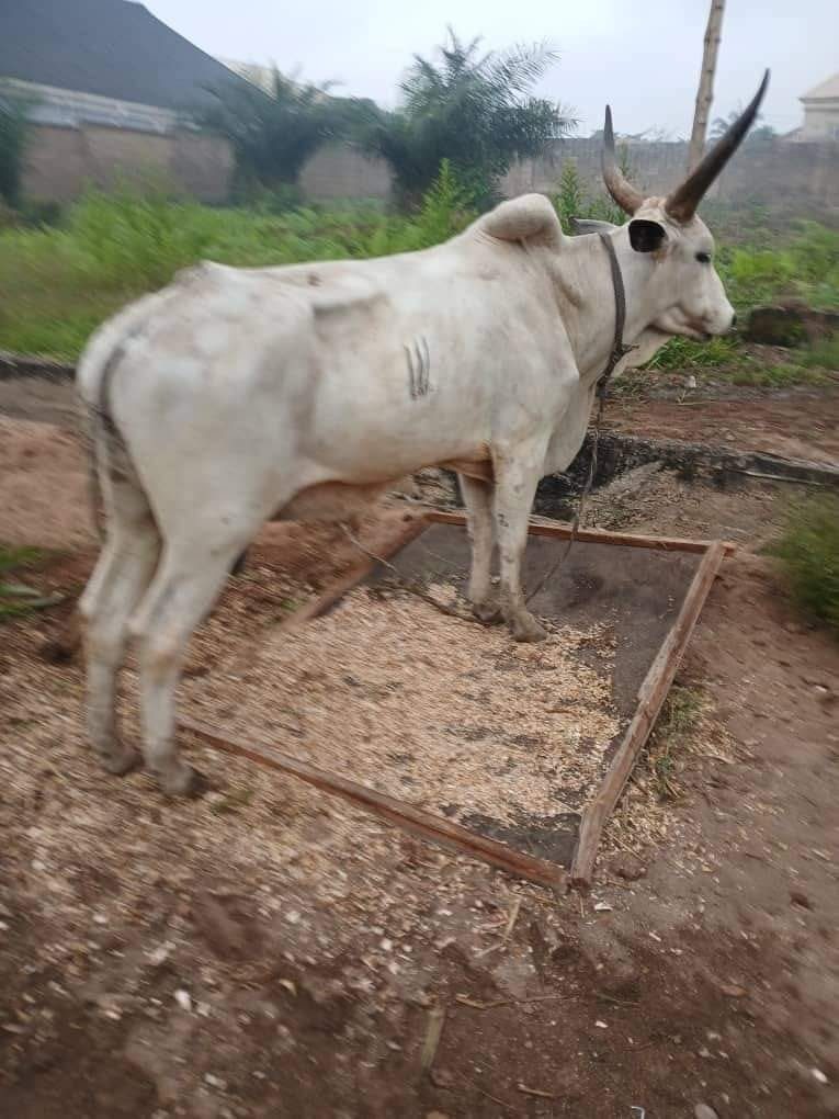 Thieves Invade Celestial Church, Steals Two Harvest Cows Worth N1.9M